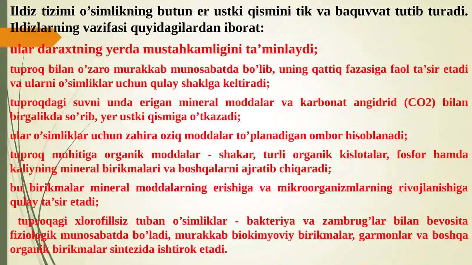 ANOR O’SIMLIGINING MORFOLOGIK TUZILISHI 3