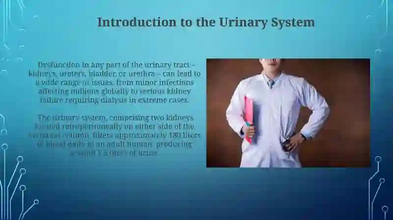 Urinary system 3