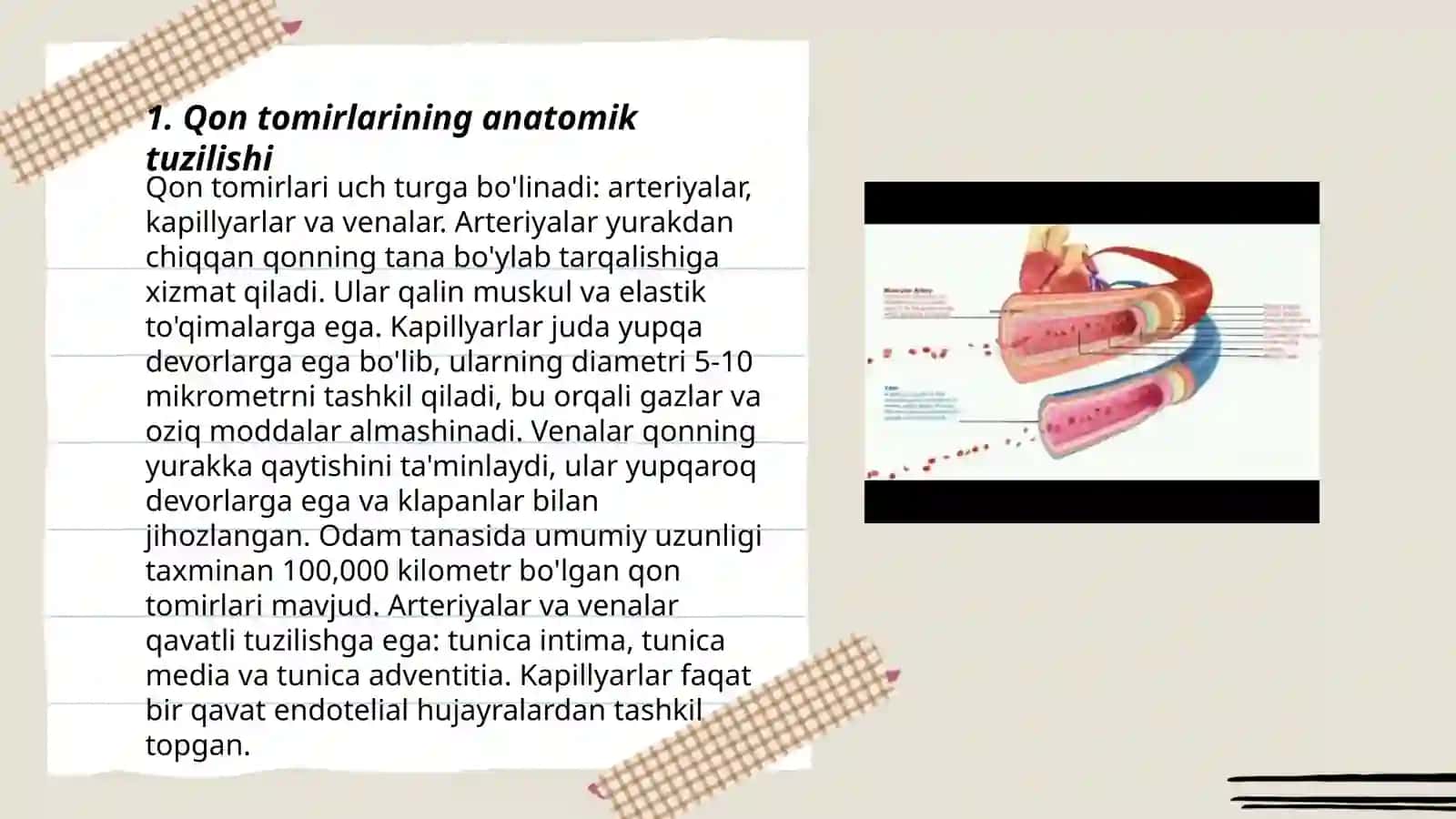 Qon tomirlarining anatomik tuzilishi 3