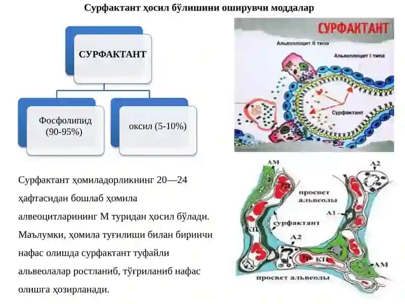 Нафас тизими фаолиятига таъсир этувчи дори воситалари 3