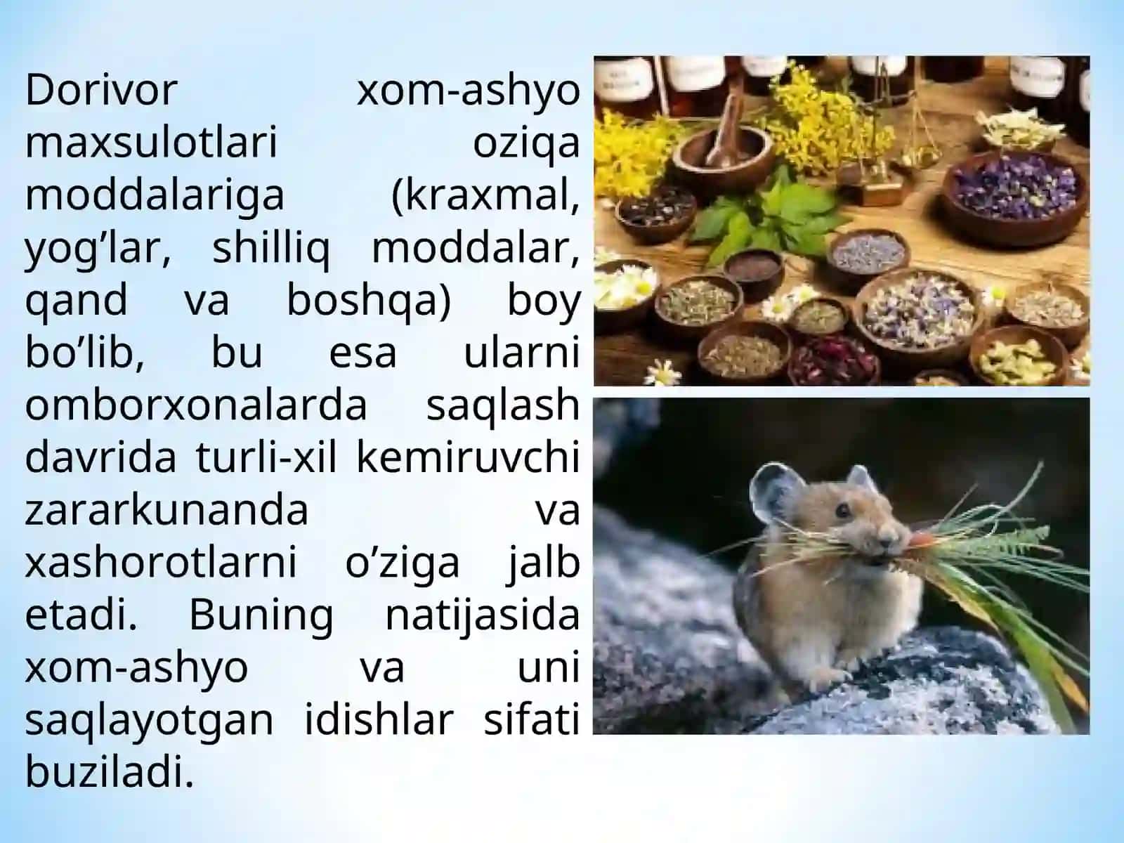 Dorivor xom-ashyo zararkunandalari va ularga qarshi kurash chora tadbirlari 3