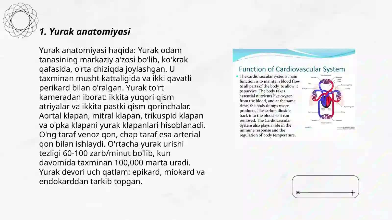 Yurak qon tomir sistemasi 3