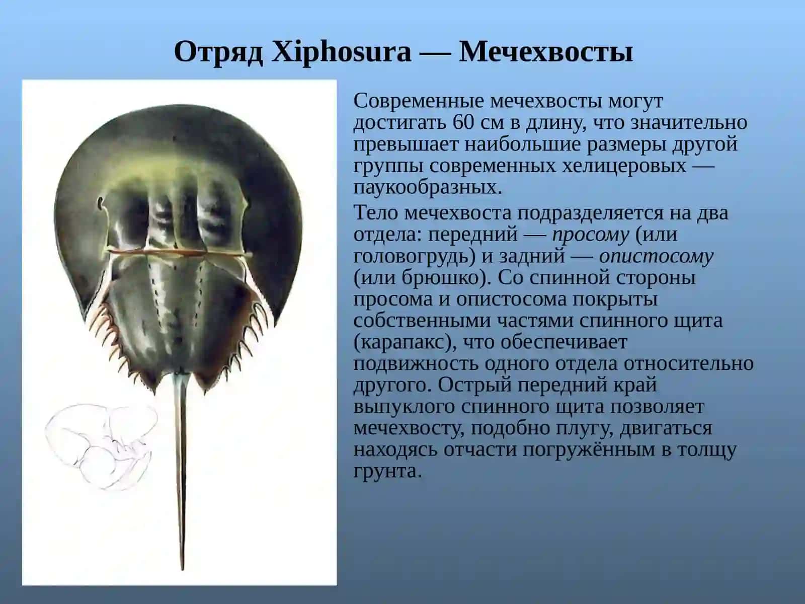 Класс Меростомовые 3