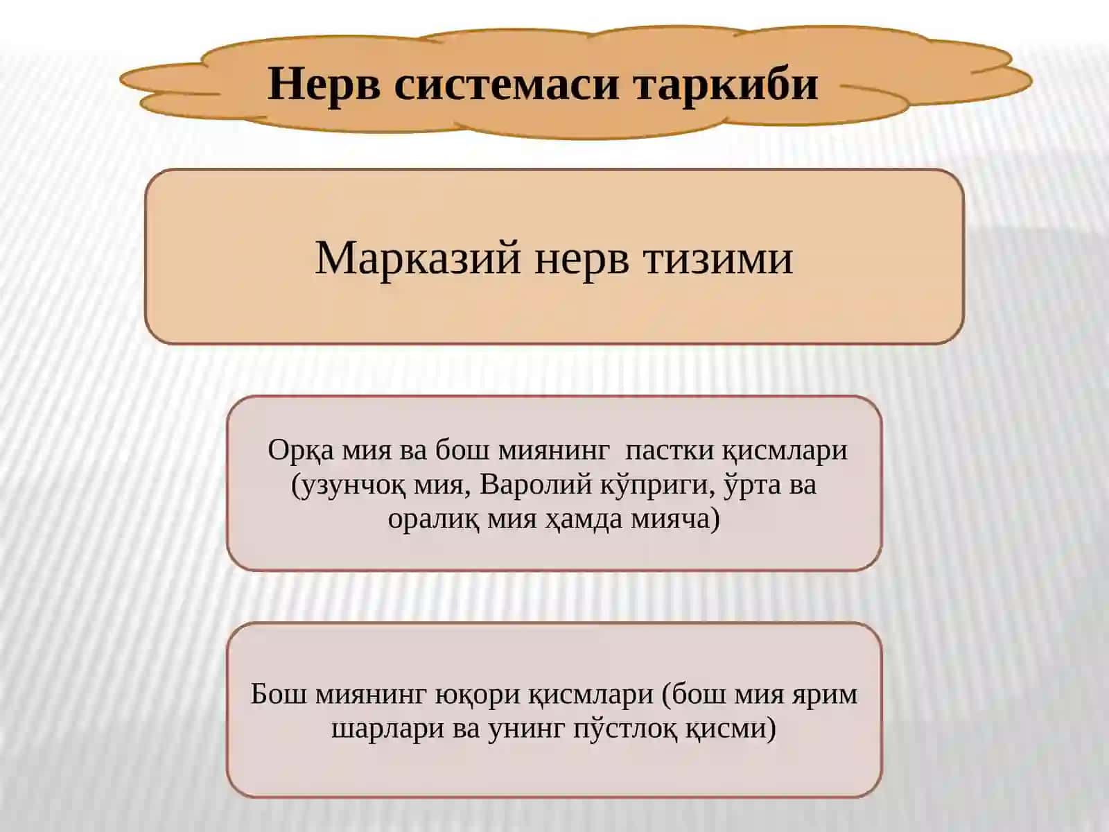 НЕРВСИСТЕМАСИ ТУЗИЛИШИВА ФИЗИОЛОГИЯСИ 3