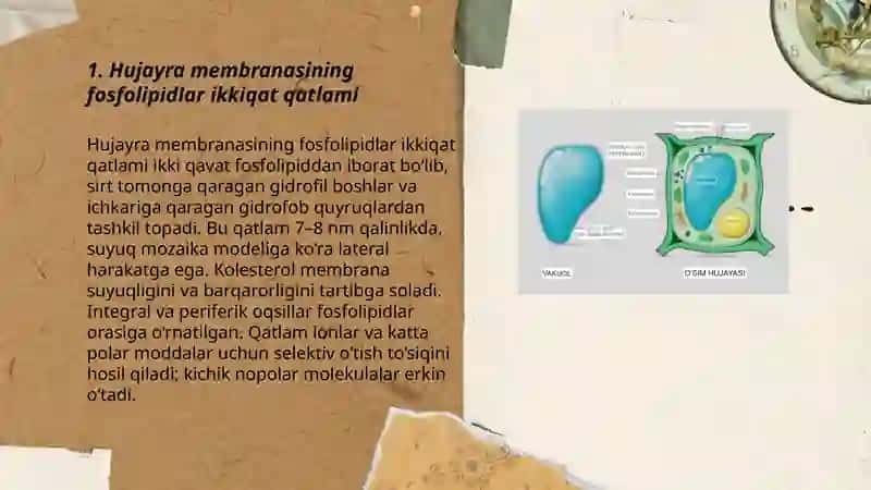 Hujayra membranasi uning nozik tuzilishi va hujayraga moddalarning kirishi 3