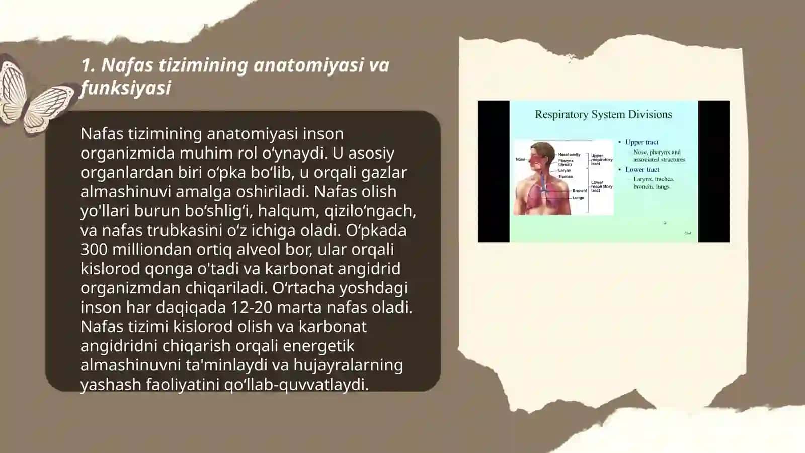 Nafas tizimining yoshga doir fiziologiyasi va gigiyenasi 3