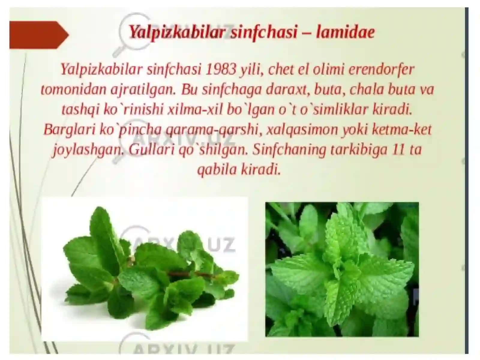 Yalpiznamolar qabilasi, Labguldoshlar oilasi - Lamiaceae (Labiatae) 3