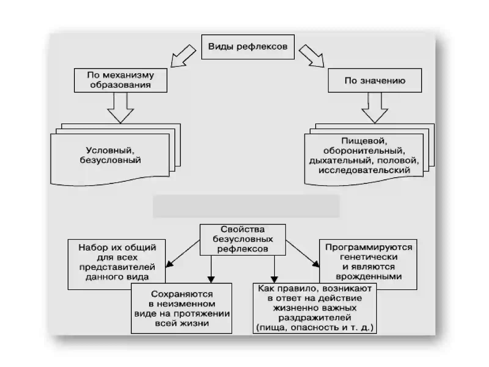 Высшая нервная деятельность и ее возрастные особенности 3