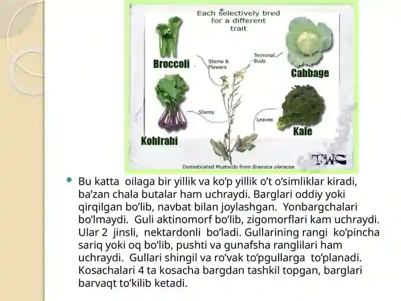 Karamdoshlar oilasi turlari va ularning qishloq xoʻjaligidagi ahamiyati 3