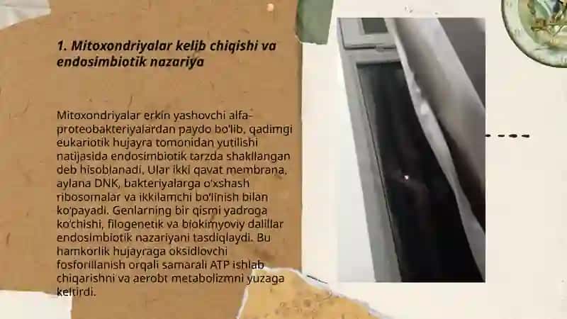 Mitoxondriyalar kelib chiqishi, ultratuzilishi, vazifasi va mitoxondiryal kasalliklar 3