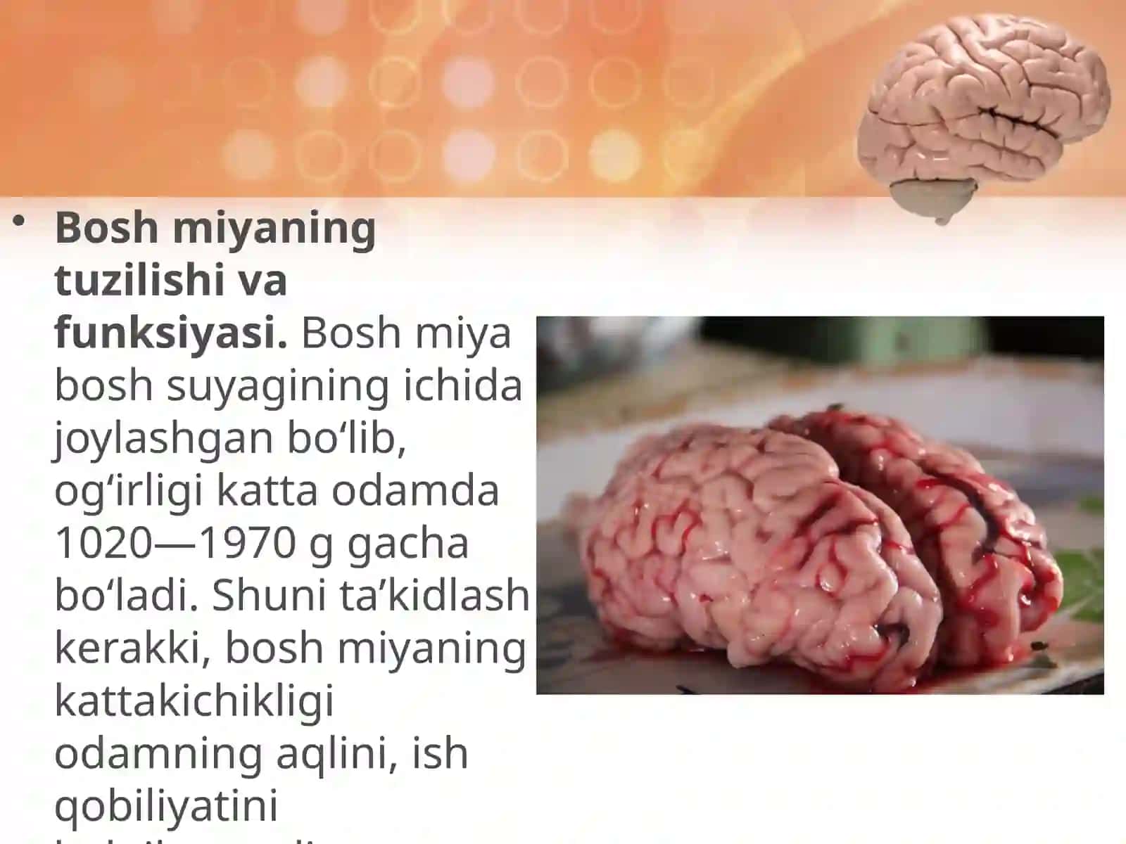Bosh miya 3