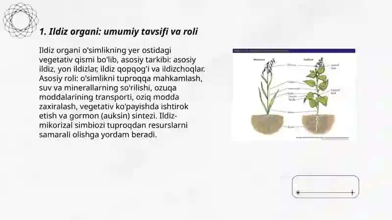 O'simliklarning vegetativ organlari 3