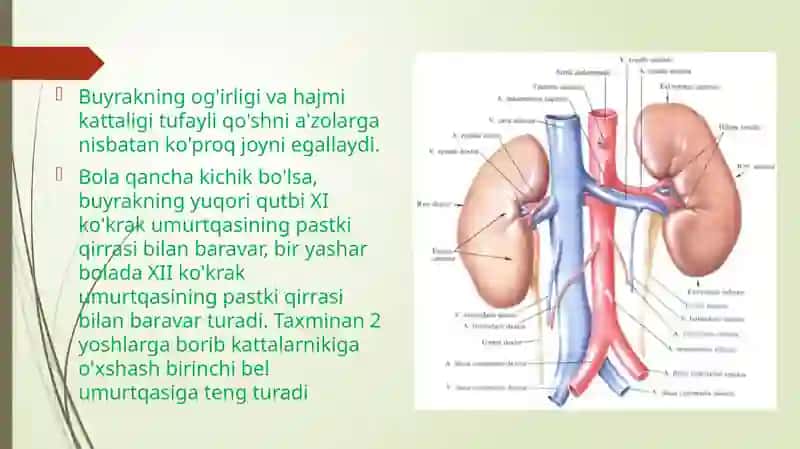 Bolalarda buyrak, siydik yo’li, siydik pufagi va siydik chiqarish kanali anatoma – fiziologik xususiyatlari 3
