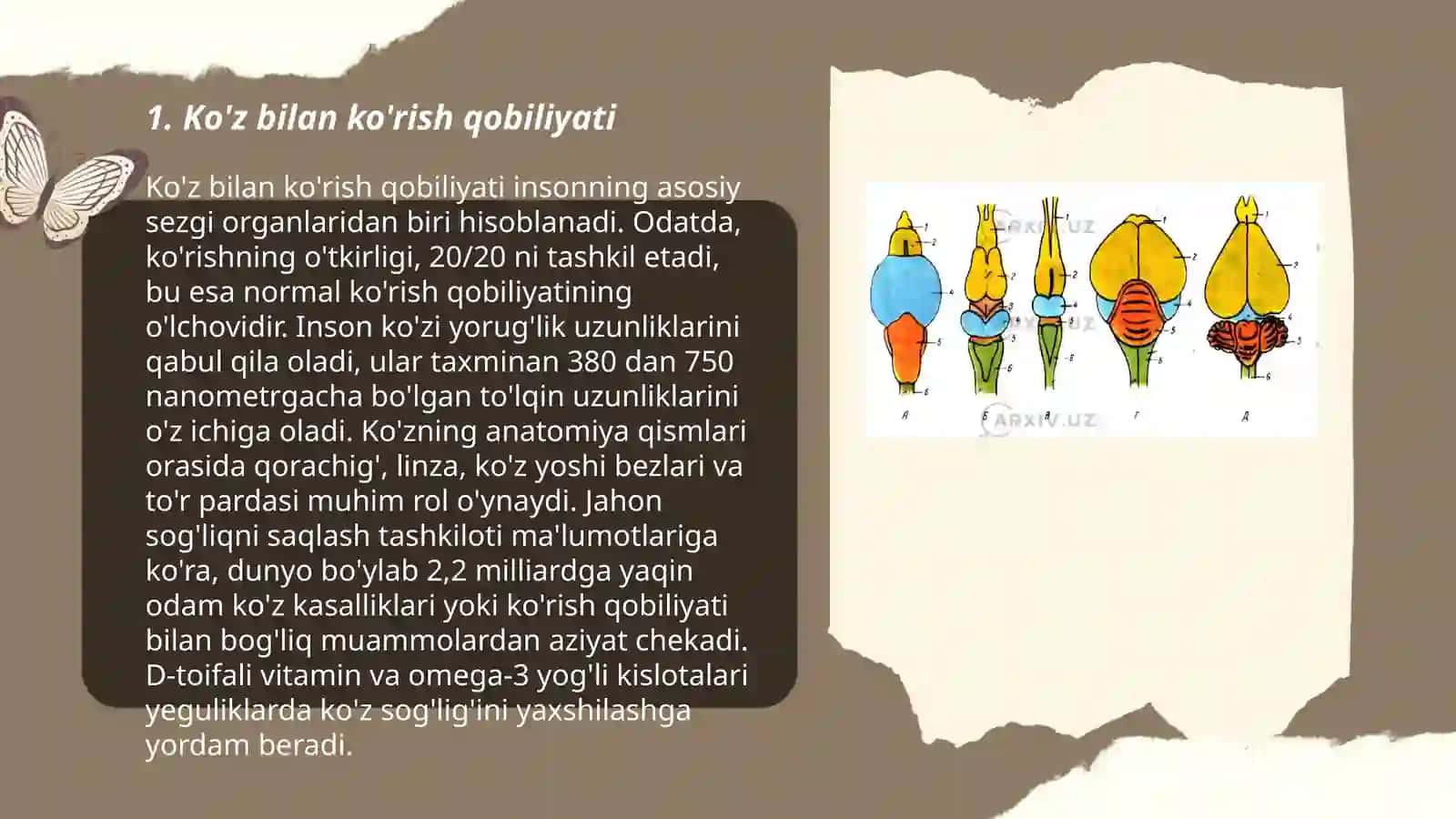 Sezgi a'zolari 3