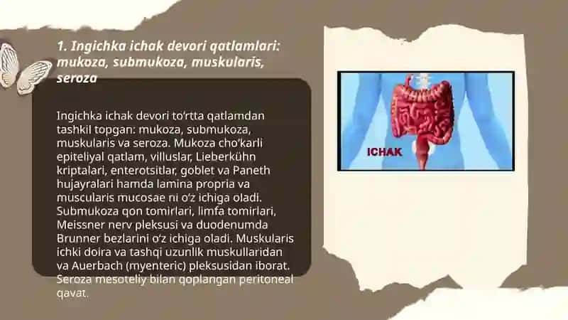 Ingichka ichak va Yog’on ichak gistalogiyasi Normominova Ruhshona 3
