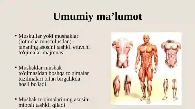 SILLIQ VA KO’NDALANG TARG’IL MUSHAKLAR FIZIOLOGIK FARQLARI 3