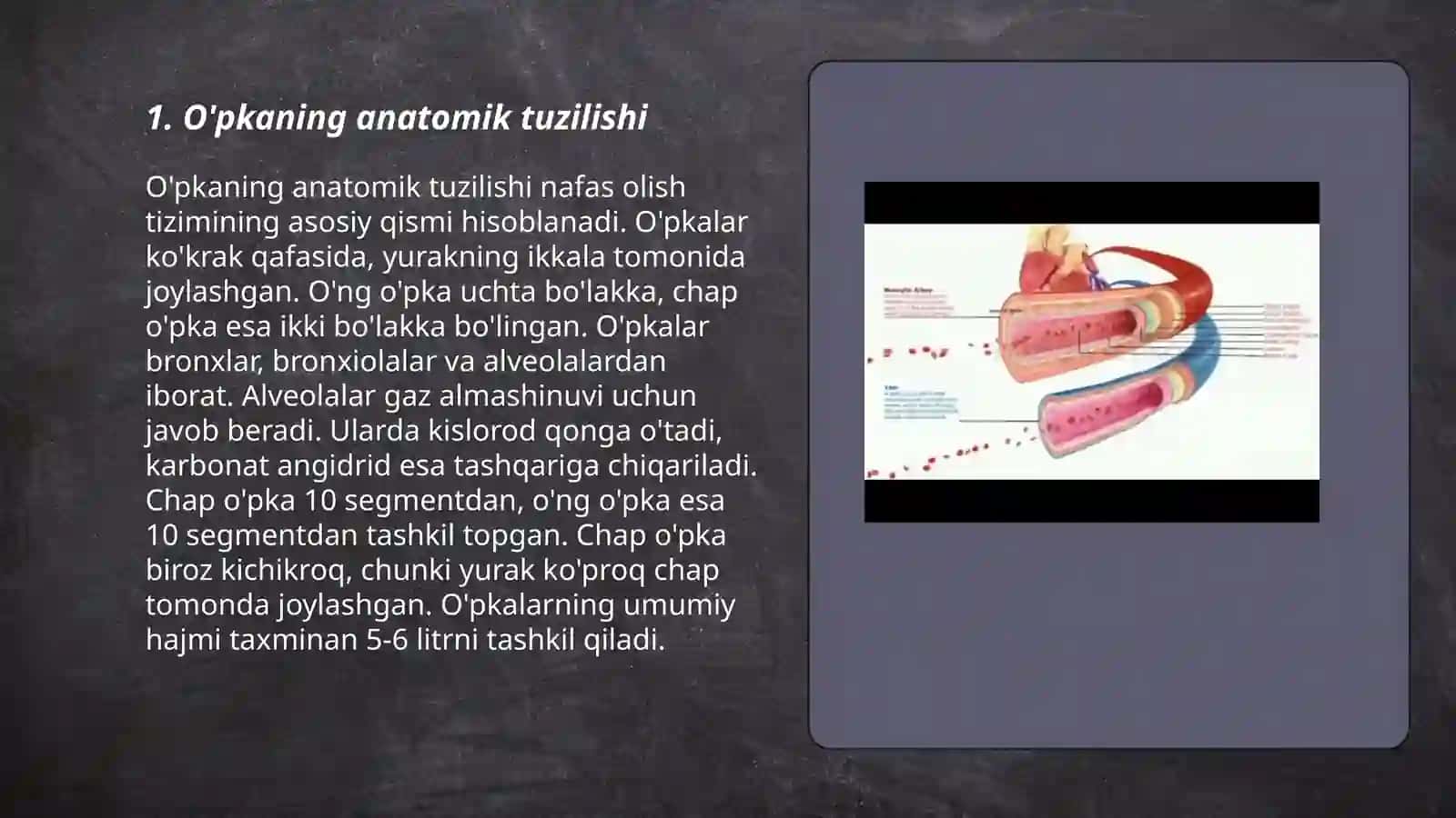O'pkaning tuzilishi va funksiyalari 3