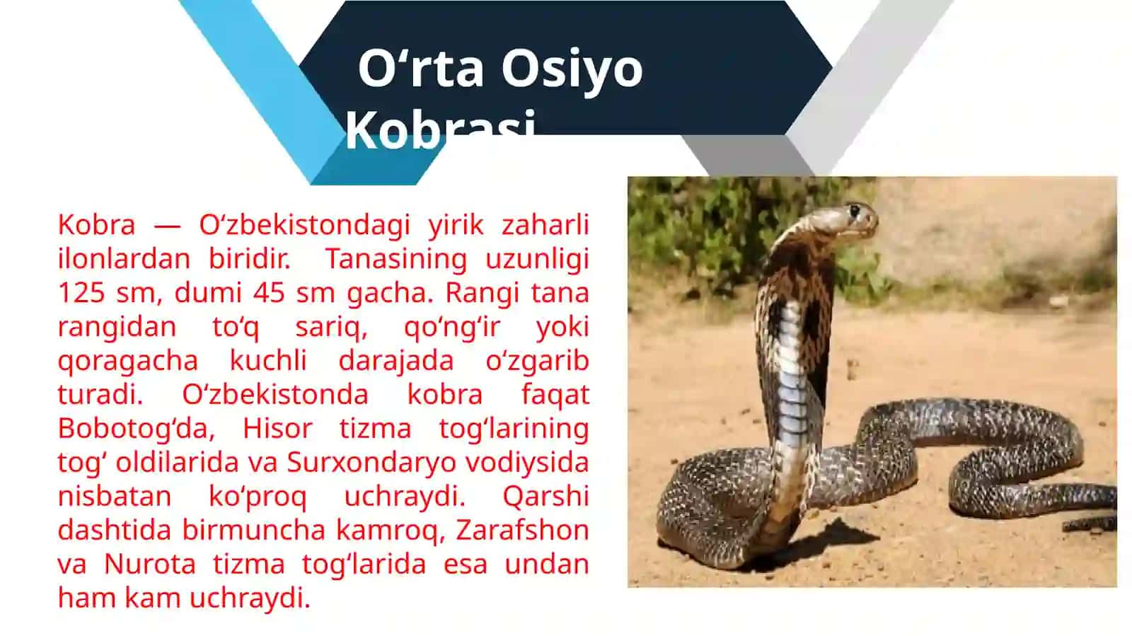 OʻZBEKISTONDA TARQALGAN ZAXARLI ILONLAR VA ULARNING AXAMIYATLARI 3