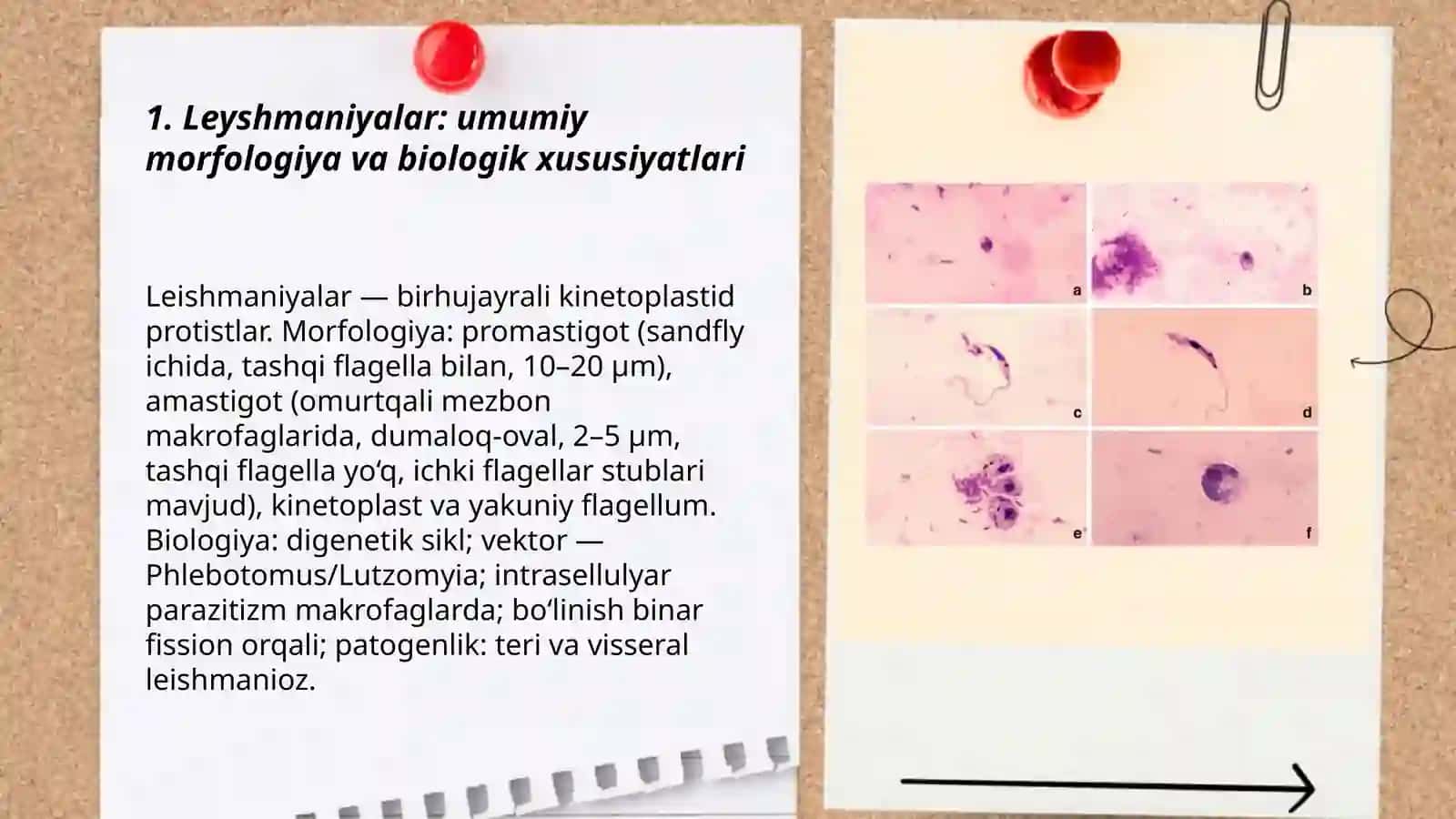 Tibbiyot Parazitologiyasi. Tibbiyot Protozooloqiyasi 3