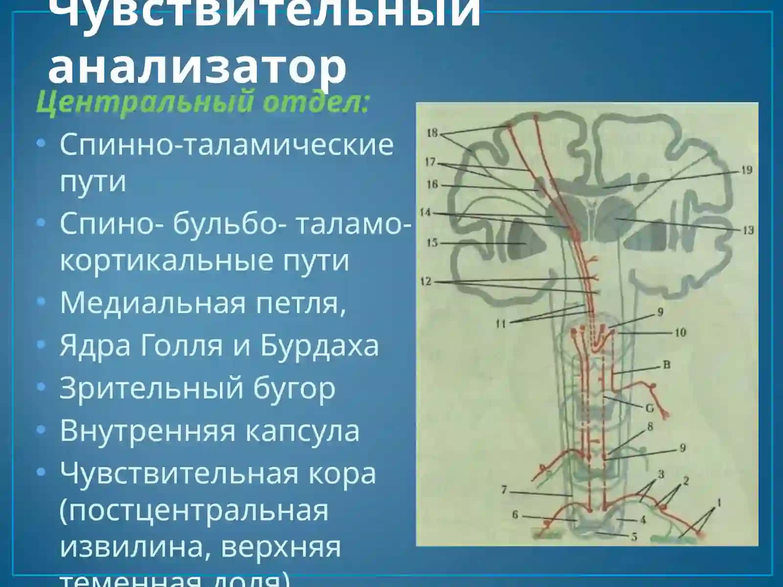 Чувствительная сфера 3