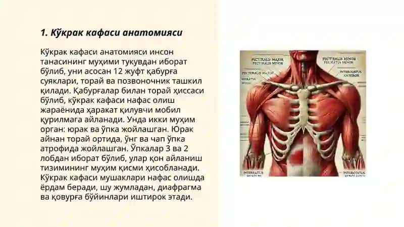 Кукрак кафаси мусккуллари юза кавати 3