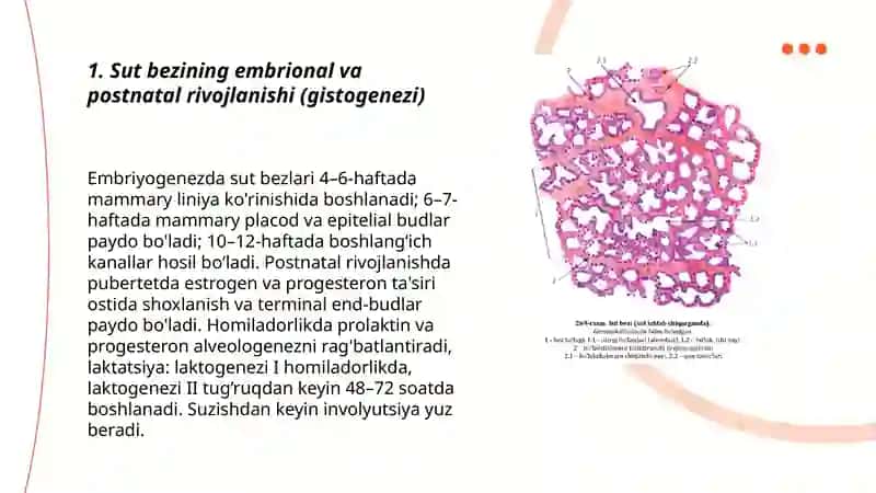 Sut bezlari gistogenezi va gistofiziologiyasi 3