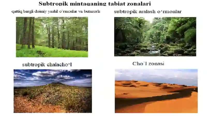 Subtropik Mintaqalaridagi Tabiatzonalari 3