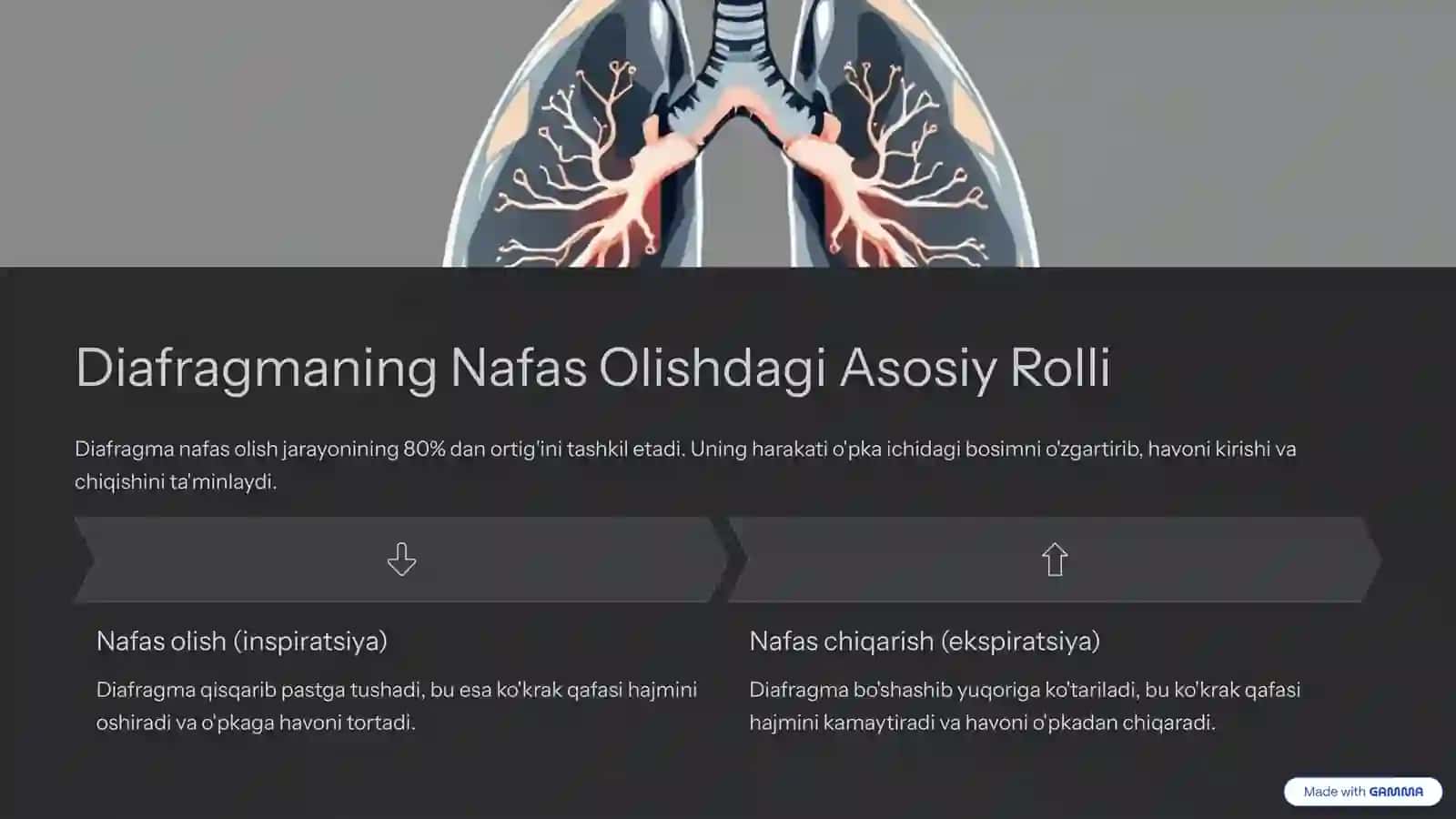 Diafragma Mushaklari Fiziologiyasi: Nafasning Kaliti 3