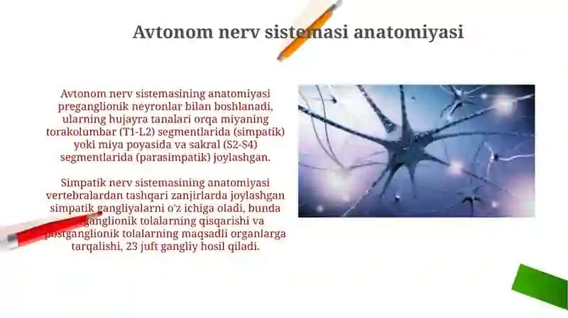 Avtonom nerv sistemasi 3