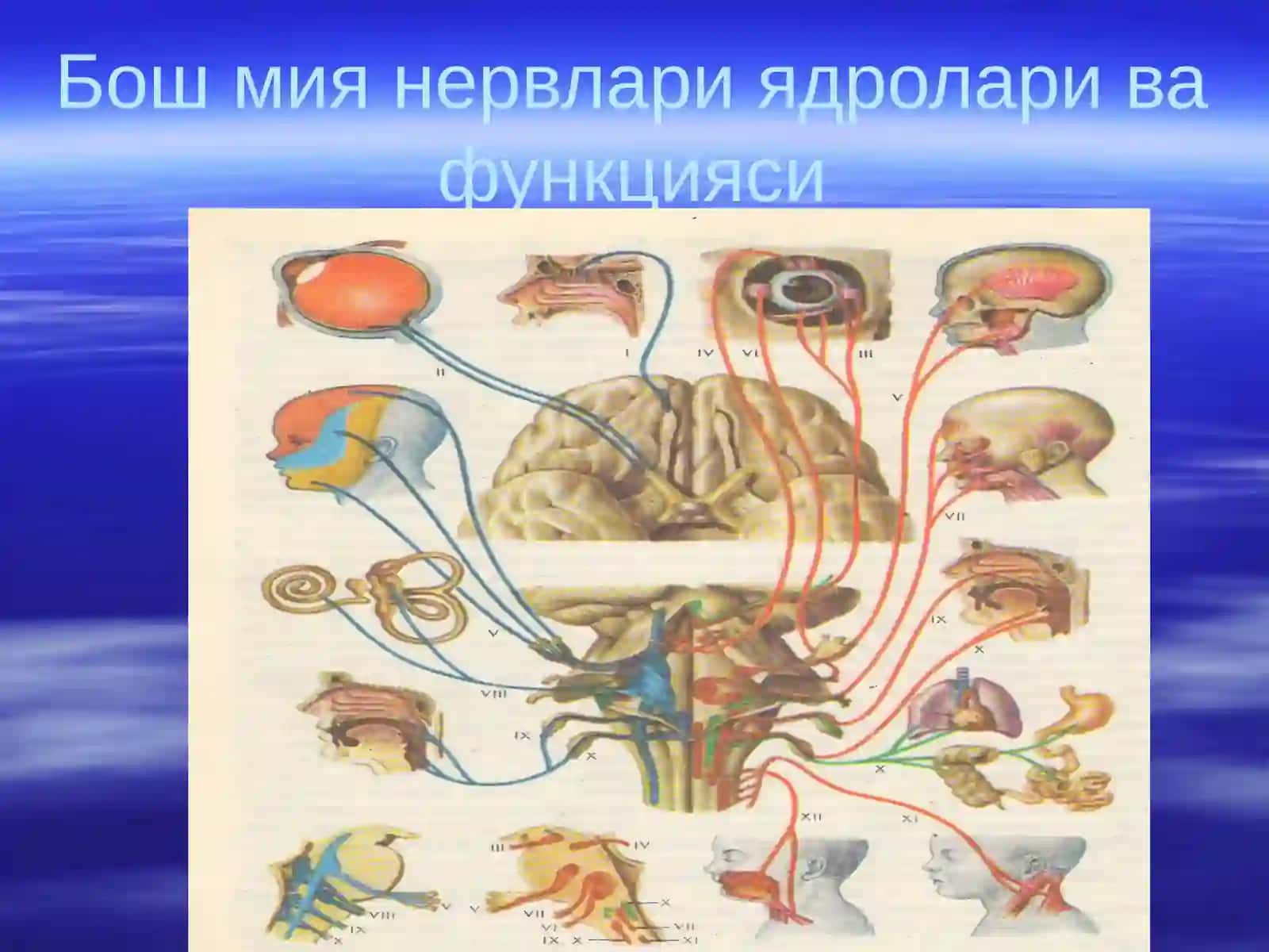 Нервларга классификация 3