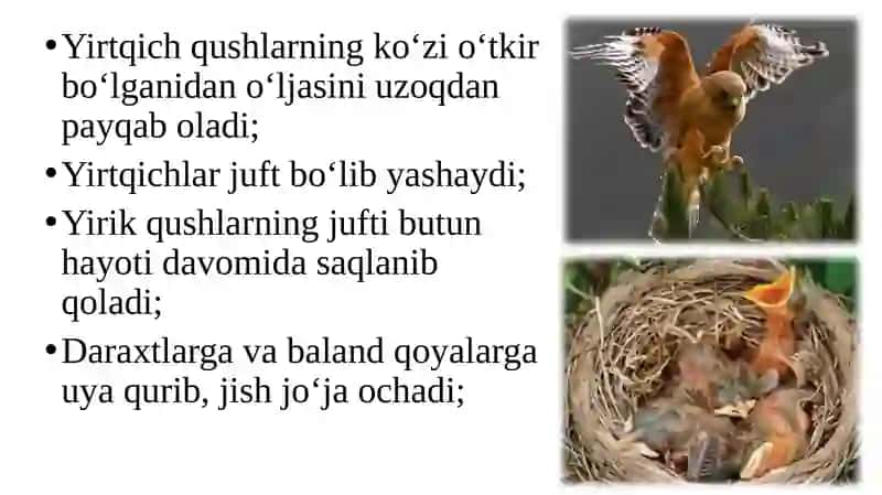 Zoologiya fanidan taqdimot. Yirtqich qushlar 3