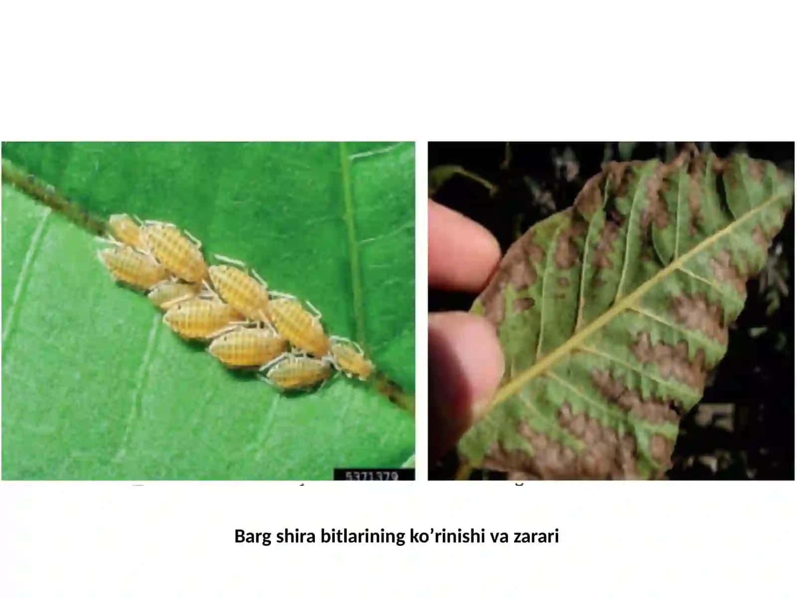 Barglarning shirabitlari 3