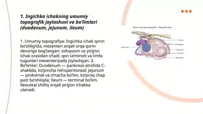 Hayvonlarni Ingichka va yo'g'on ichaklar bo'limi topografiyasi 3