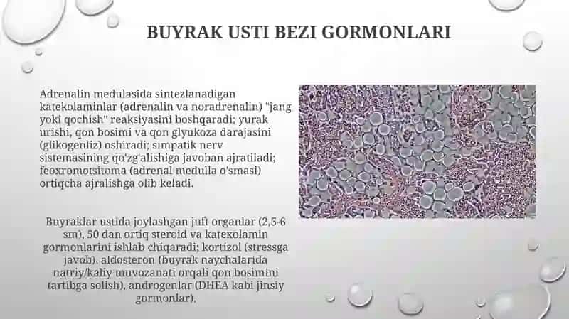 Buyrak usti bezlari 3