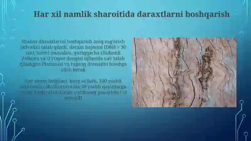 Daraxt turlarining namlikka boʻlgan munosabati 3