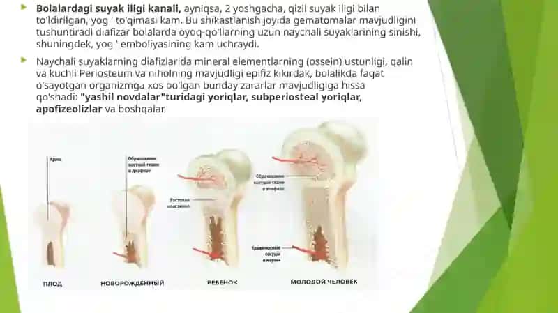 Bola suyagining anatomik va fiziologik xususiyatlari 3