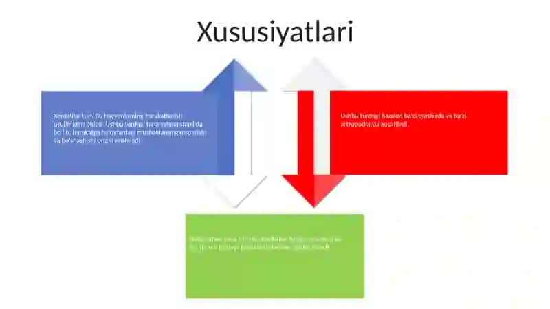 Xordalilar Tipi 3