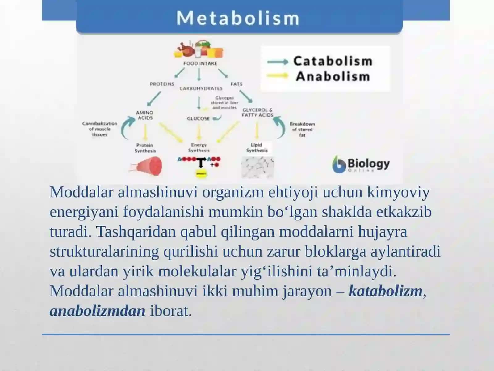 Moddalar almashinuvi. Metabolizm.Tirik organizmlardagi plastik almashinuvi 3