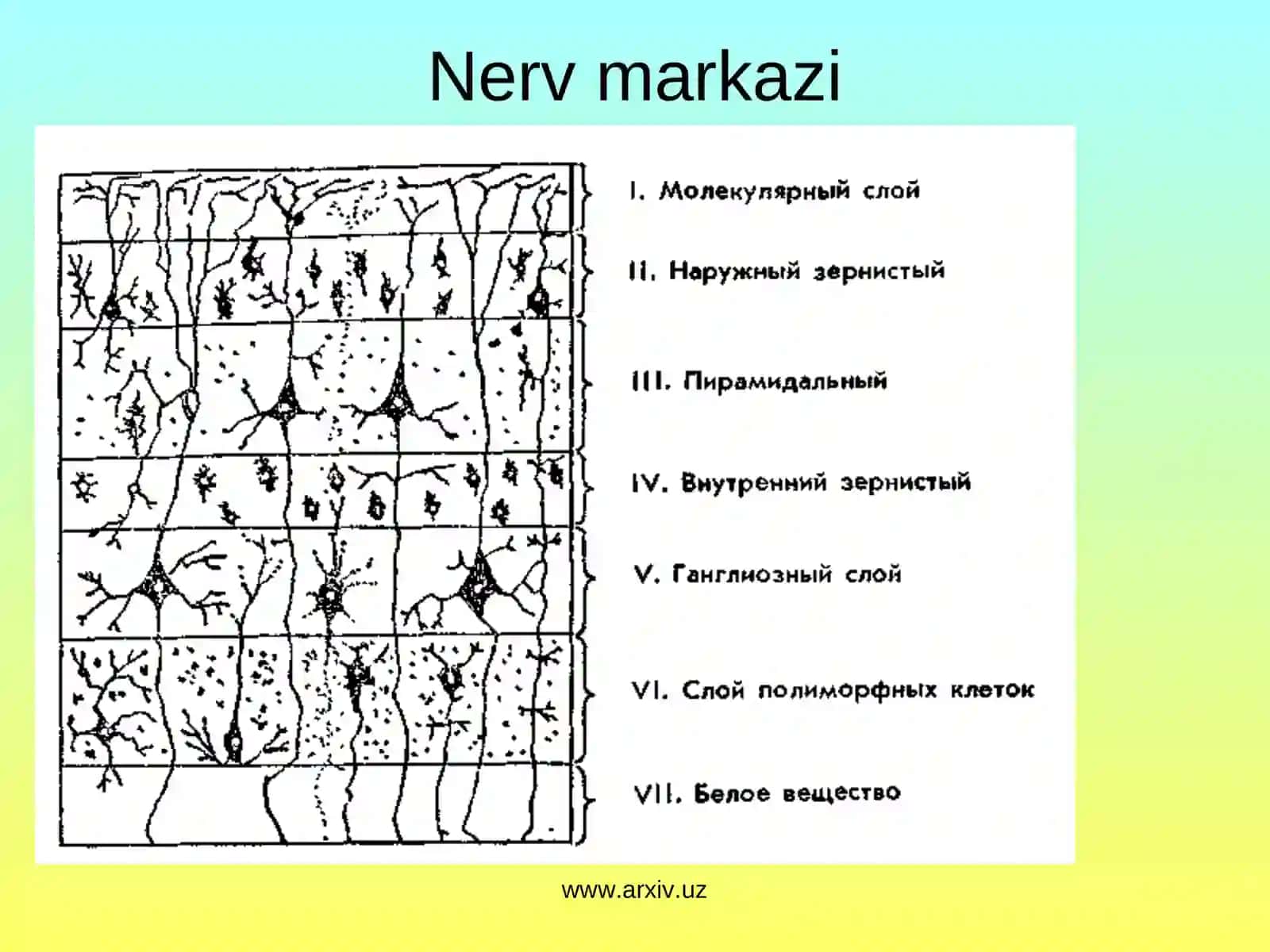 EKSPЕRIMЕNTАL BIОLОGIYA, GЕNЕTIKА, ОNF VА MNS FIZIОLОGIYASI 3