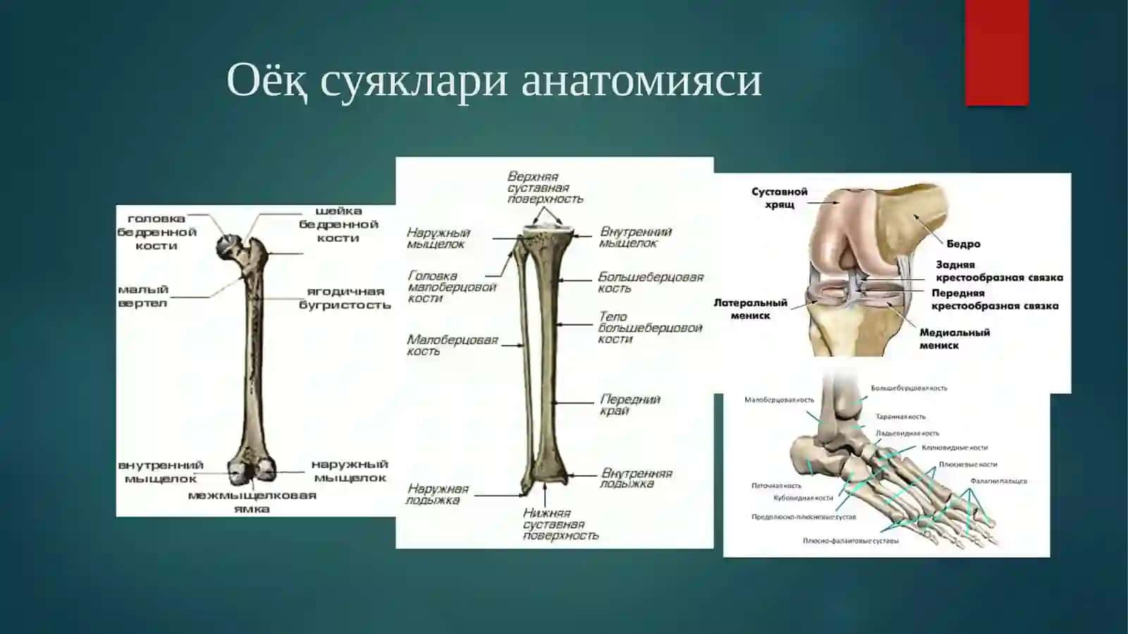 Oyoqning jarohatlari: sonsuyagi, tizzabo‘g‘imi, boldirsuyaklari, oshiqbo‘g‘imi va oyoq panjasi jarohatlari, kelib chiqish sabablari, tashxislash usullari. Davolash prinsiplari 3