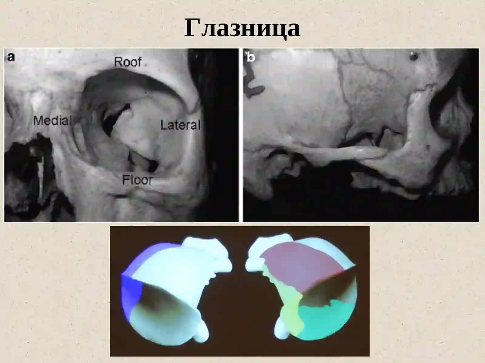 Клиническая анатомия органа зрения 3
