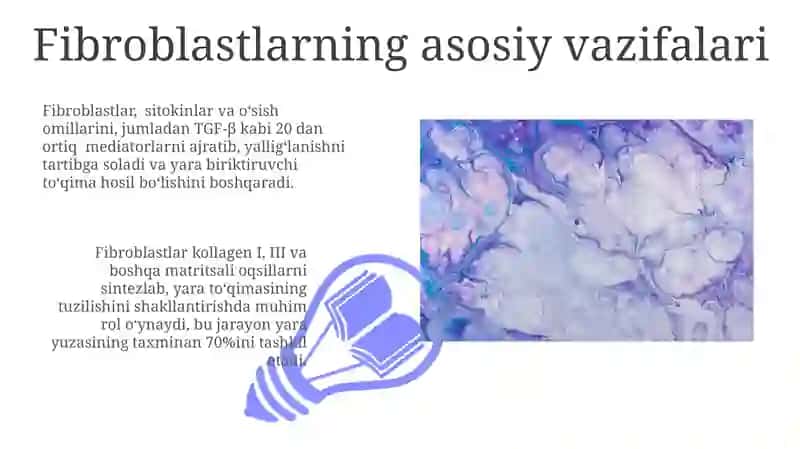 Fibroblastlarning jarohatning bitishi va chandiq hosil boʻlishidagi roli 3