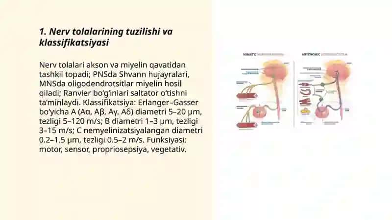 Nerv tolalari va sinapslar fiziologiyasi 3