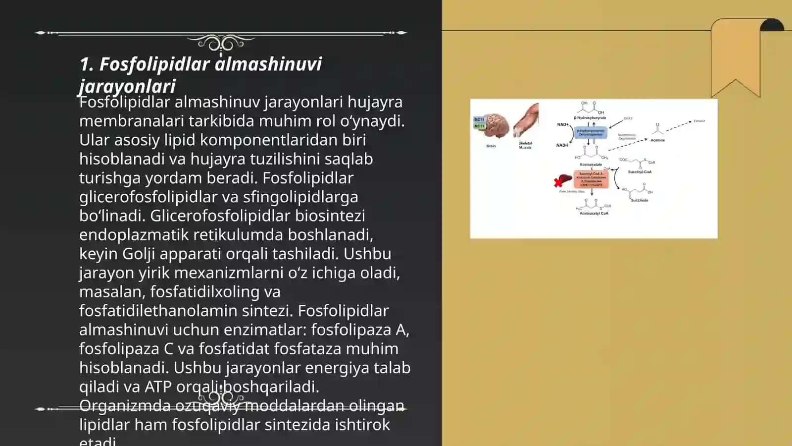 Fosfolipidlar almashinuvi buzilishi 3