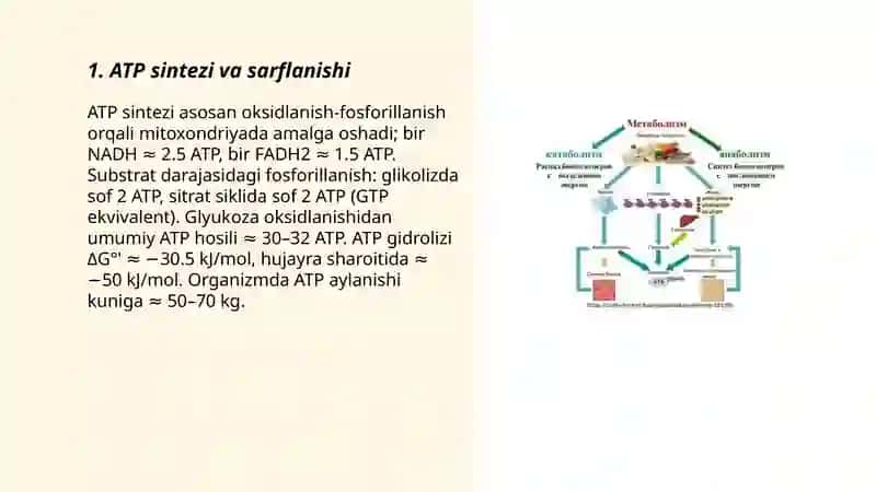 Metabolizm jarayonlarida energiya hosil bo'lishi va sarflanishi 3