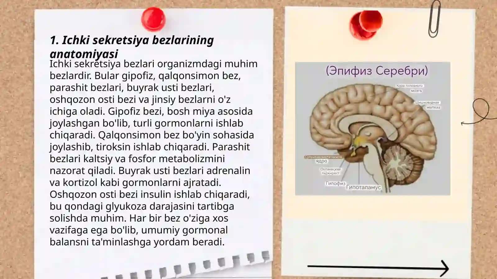 Ichki sekretsiya bezlarining fiziologiyasi 3