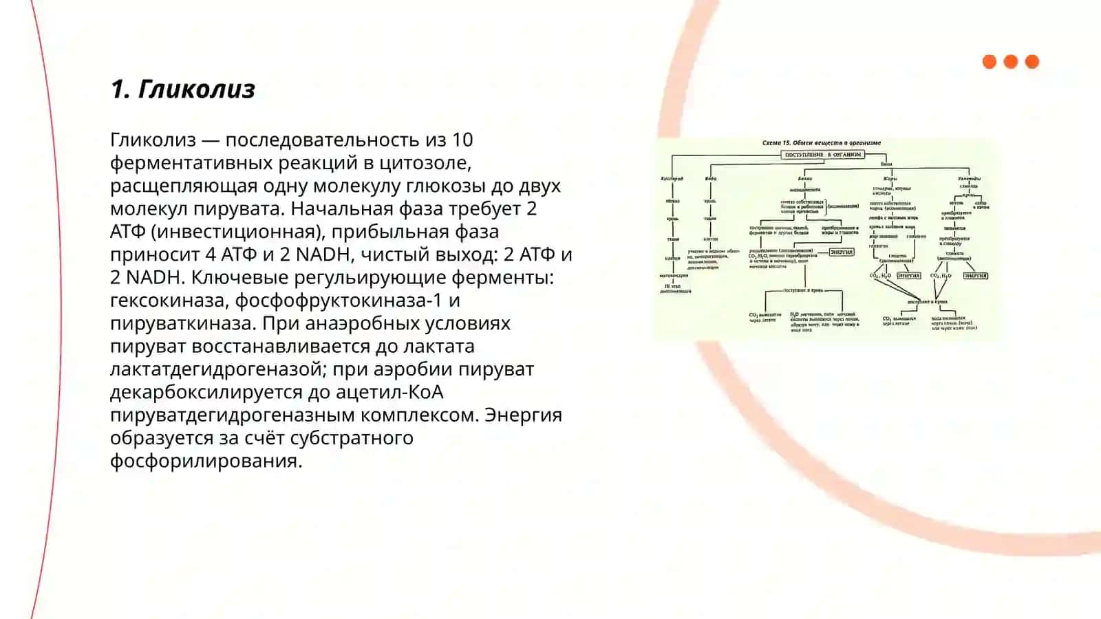 Основные пути метаболических процессов 3