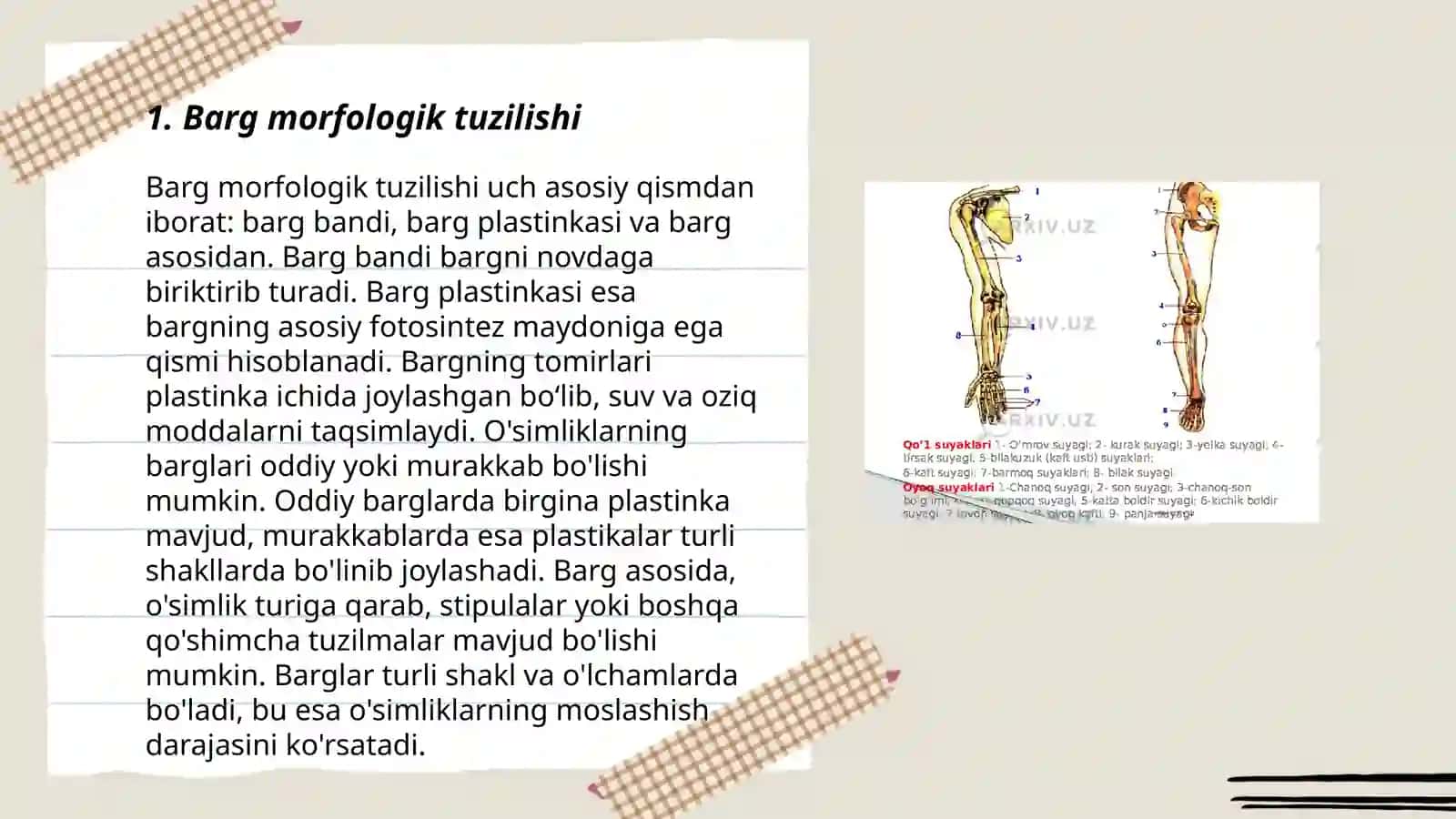 Bargning morfologik tuzilishi, turlari va vazifasi. Geterofiliya va anizofiliya hodisalari. Bargning anatonik tuzilishi 3