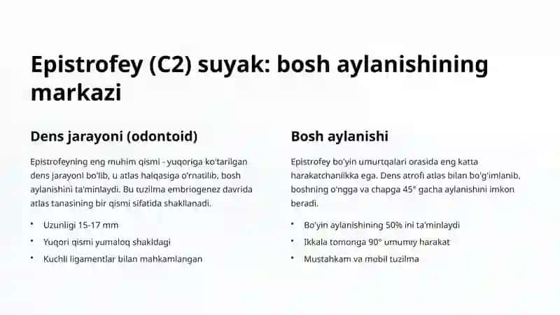 Atlas va Epistrofey Anatomiya Xususiyatlari 3