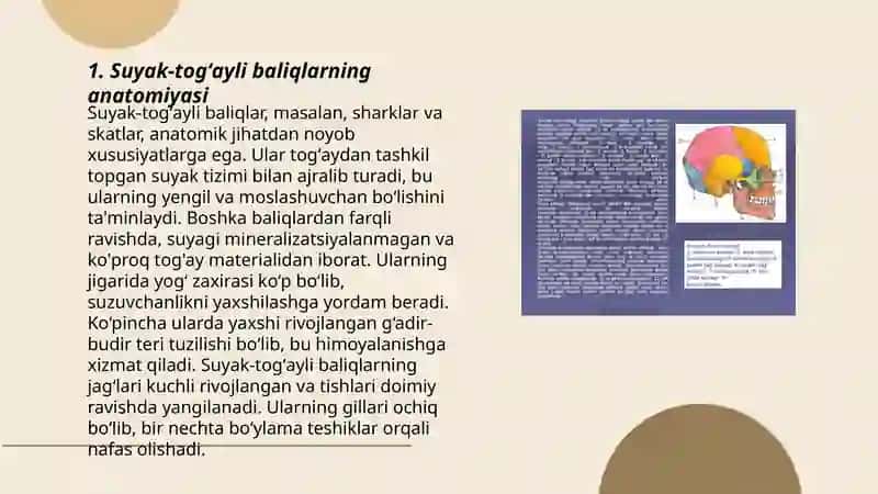 Suyak-togʻayli baliqlarning tuzilishi va hayot kechirishi 3